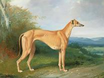 The Greyhound Bitch Lydia-Henry Barraud-Mounted Giclee Print