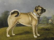 Betty Martin', a Terrier, and 'Idol', a Mongrel, Pet Dogs of the 6th Duke in the Garden at Chiswick-Henry Bernard Chalon-Giclee Print