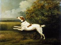 Her Favourite, A White Papillon Standing on a Cushion, 1836-Henry Bernard Chalon-Giclee Print