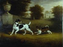 Betty Martin', a Terrier, and 'Idol', a Mongrel, Pet Dogs of the 6th Duke in the Garden at Chiswick-Henry Bernard Chalon-Framed Giclee Print