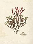 Bradbury Seaweed IV-Henry Bradbury-Art Print