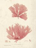 Charcoal & Linen Seaweed I-Henry Bradbury-Art Print