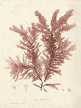 Fucus serratus-Henry Bradbury-Giclee Print