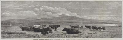 Cattle on the Sands, Near Port Madoc, North Wales-Henry Brittan Willis-Framed Giclee Print
