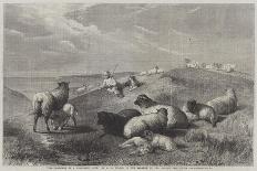 Cattle on the Sands, Near Port Madoc, North Wales-Henry Brittan Willis-Giclee Print