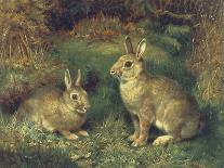 Rabbits-Henry Carter-Framed Stretched Canvas