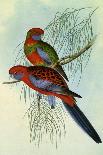 Crimson Rosella, Platycercus Elegans-Henry Constantine Richter-Giclee Print