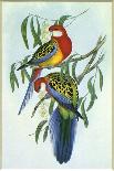 Malayan Peacock Pheasant (Polyplectron Bicalcaratum)-Henry Constantine Richter-Giclee Print