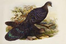 Malayan Peacock Pheasant (Polyplectron Bicalcaratum)-Henry Constantine Richter-Giclee Print