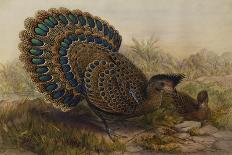 Lady Amherst's Pheasant-Henry Constantine Richter-Stretched Canvas