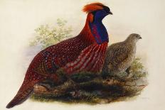 Lady Amherst's Pheasant-Henry Constantine Richter-Laminated Giclee Print
