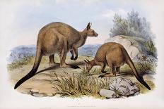 Western Grey Kangaroo-Henry Constantine Richter-Framed Giclee Print