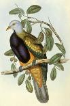 Malayan Peacock Pheasant (Polyplectron Bicalcaratum)-Henry Constantine Richter-Giclee Print