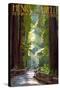 Henry Cowell Redwoods State Park - Pathway in Trees-Lantern Press-Stretched Canvas