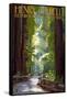 Henry Cowell Redwoods State Park - Pathway in Trees-Lantern Press-Framed Stretched Canvas