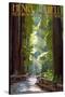 Henry Cowell Redwoods State Park - Pathway in Trees-Lantern Press-Stretched Canvas