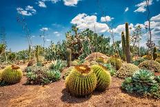 Cactus Country Cactus Garden Cactus Display Forest Park Strathmerton Victoria-Henry During-Photographic Print