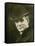 Henry Ford 1863-1947 in 1904-null-Framed Stretched Canvas