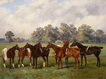 A Group of Polo Ponies, Dainty, Gold, Redskin, Miss Edge, and Piper-Henry Frederick Lucas-Lucas-Stretched Canvas