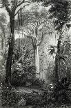 Scene in a Brazilian Forest Engraved by J.Bishop-Henry George Hine-Giclee Print