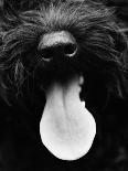 Head Fur of Standard Poodle-Henry Horenstein-Photographic Print