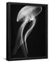Essential Black