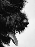 Head Fur of Standard Poodle-Henry Horenstein-Photographic Print