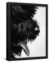 Essential Black