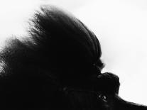 Head Fur of Standard Poodle-Henry Horenstein-Photographic Print