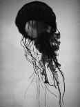 Jellyfish-Henry Horenstein-Photographic Print