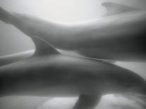 Two Dolphins-Henry Horenstein-Photographic Print