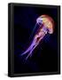 Essential Black