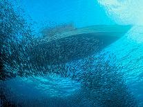 Sardines under the Boat-Henry Jager-Photographic Print