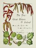 The Trees of Great Britain and Ireland, Volume 1-Henry John and Augustine Elwes and Henry-Stretched Canvas