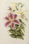 A Monograph of the Genus Lilium, Late 19th Century-Henry John Elwes-Mounted Giclee Print