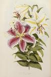 A Monograph of the Genus Lilium, Late 19th Century-Henry John Elwes-Framed Stretched Canvas