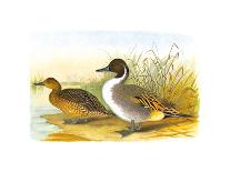 Ducks IV-Henry Jones-Premium Giclee Print