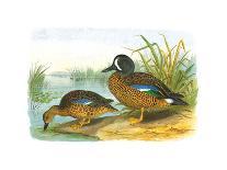 Ducks III-Henry Jones-Premium Giclee Print