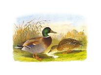 Ducks II-Henry Jones-Premium Giclee Print