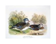 Phasianus Ussuriensis and Phasianus Delocllatus, 1906-7-Henry Jones-Giclee Print