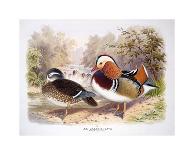 Ducks II-Henry Jones-Premium Giclee Print