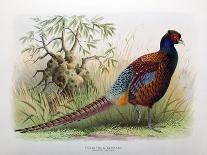 Phasianus Elegans, 1906-7-Henry Jones-Giclee Print