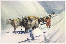 Yaks and Ponies Carrying Wool from Tibet into India-Henry Savage Landor-Stretched Canvas