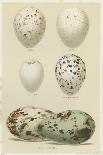 Antique Bird Egg Study II-Henry Seebohm-Mounted Art Print