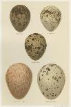 Antique Bird Egg Study II-Henry Seebohm-Stretched Canvas