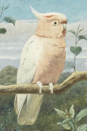 A Leadbetter's Cockatoo (W/C)