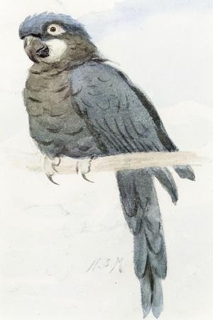Hyacinth Macaw, C.1890