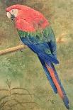 Red and Blue Macaw (W/C Heightened with White on Paper)-Henry Stacey Marks-Giclee Print