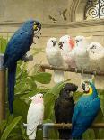 A Treatise of Parrots, 1885 (Oil on Canvas & Panel)-Henry Stacy Marks-Giclee Print