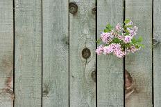 Lilac Through a Fence-Henry Steven-Laminated Photographic Print